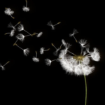 Screenshot 2025-02-12 at 3.52.03 AM